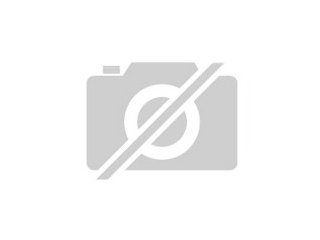 Suche Shih Tzu Mädchen gerne auch etwas älter